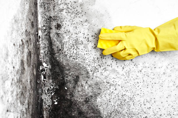 Why You Should Choose Our Mold Remediation Services in Placeholder8